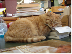 Screen-shot-2011-10-20-at-9.30.48-AM